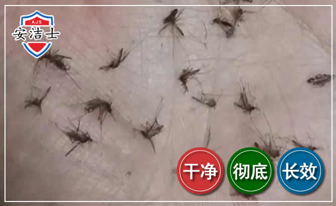 龙华区蚊子防治-灭蚊
