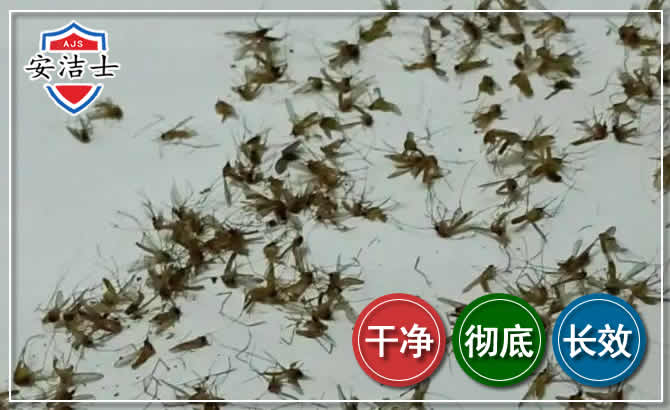 龙华区苍蝇防治-灭蝇