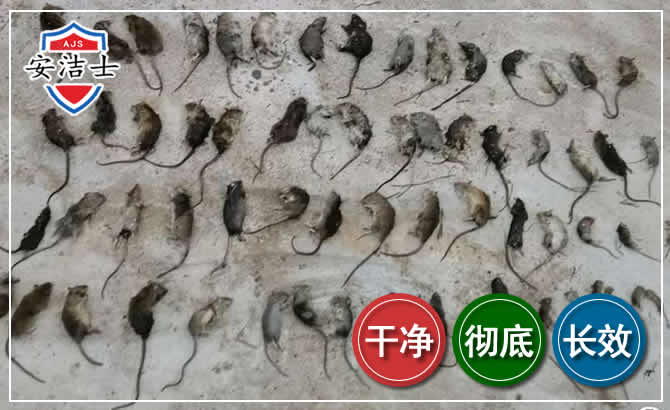 龙华区鼠害防治-灭鼠