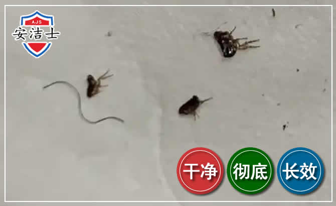 龙华区跳蚤防治-灭跳蚤