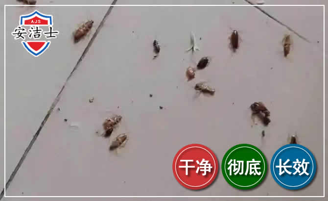 龙华区蟑螂防治-灭蟑螂