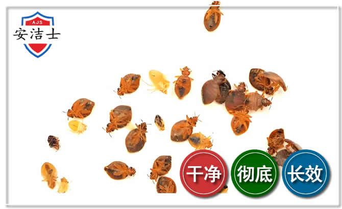 龙华区臭虫防治-消灭臭虫